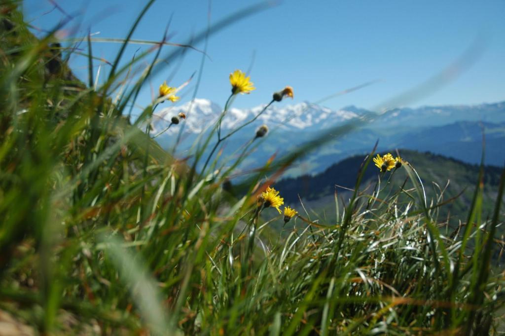 Le Caprice Des Neiges Hotel Crest-Voland Bagian luar foto